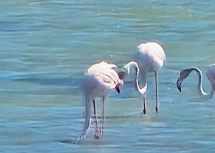 Le Sanglier Noir 14 * Villeneuve-les-Corbières